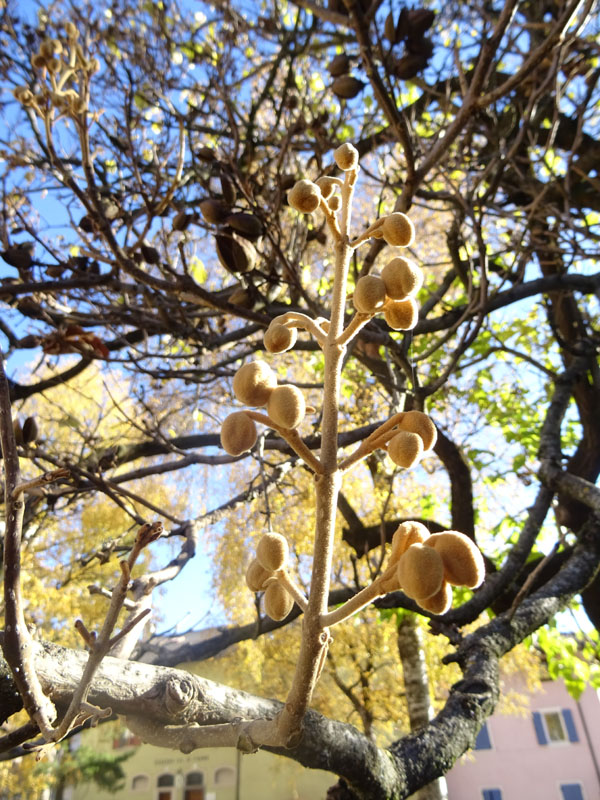 Paulownia tomentosa di Cavalese